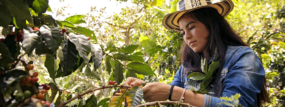 Colombia Coffee Bean Harvesting